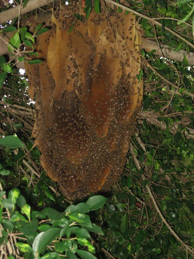 Honey bees will usually build comb inside a cavity.