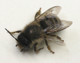 Mason bees.
