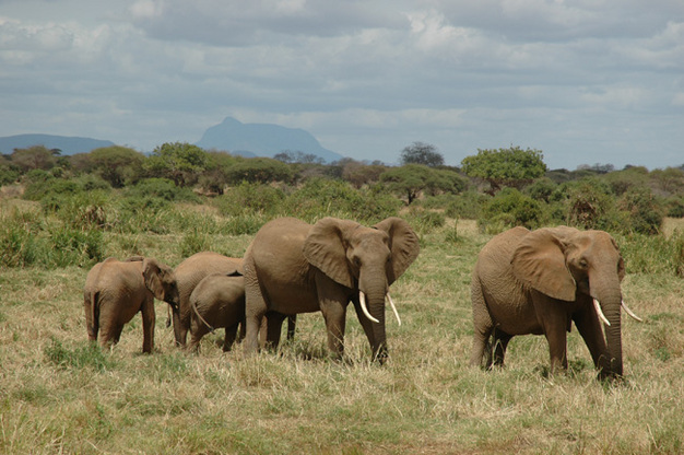 Elephants near Kasigau.