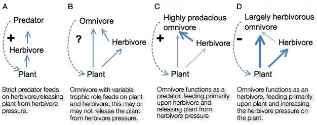 Trophic relationship between plant, herbivore and predator.
