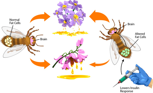 By reducing insulin sensing in abdominal fat cells of honey bees