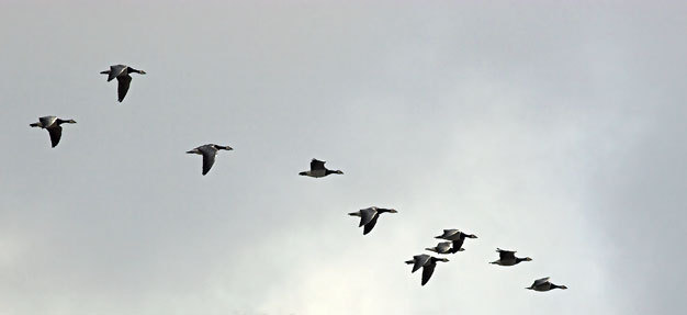 A flock of Barnacle Geese during autumn migration.