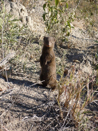 A common dwarf mongoose.