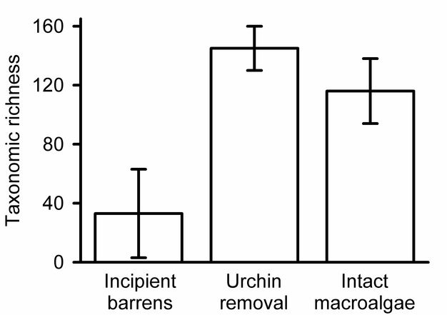Benthic taxonomic richness in areas of heavy sea-urchin grazing