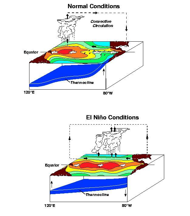 Ocean-atmosphere circulation under normal and El Niño conditions.