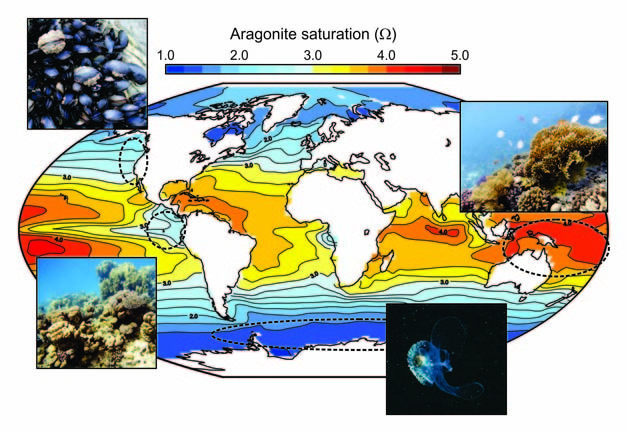 Carbonate chemistry properties of the ocean surface.