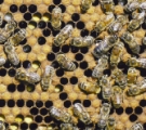 A photograph shows over thirty black and yellow striped honeybees crawling on a portion of a honeycomb. The honeycomb is composed of many rows of circular pores. Some of the pores are filled with a yellow substance, and some of the pores are empty and black.