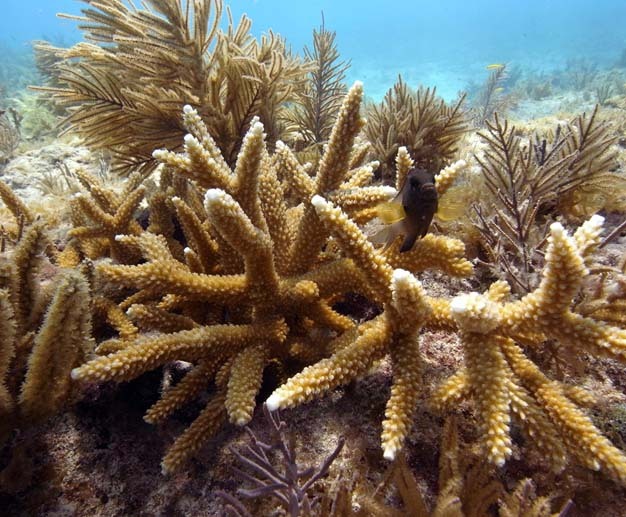 Staghorn coral near Key West, Florida.