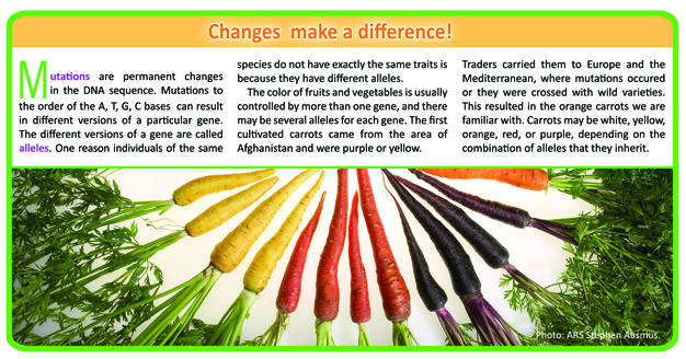 The effects of genetic mutations in carrots.