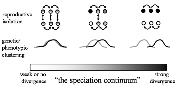 Schematic illustration of the continuous nature of divergence during speciation, with three arbitrary points along the speciation continuum depicted.