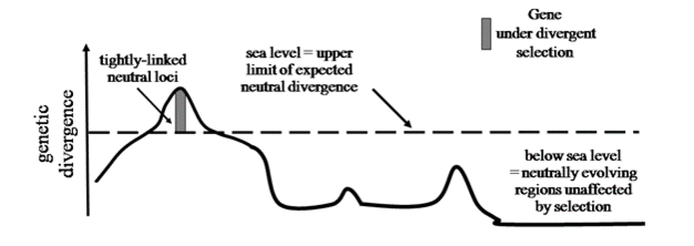 Schematic representation of the metaphor of 'genomic islands of divergence' (c.f., Turner <i>et al.</i> 2005).