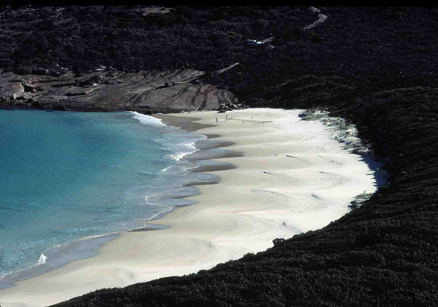 A steep reflective beach with well developed high tide beach cusps at Hammer Head, Western Australia (A. D. Short).