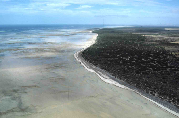 A narrow high tide beach fronted by 1 km wide inter-tidal sand flats, upper Spencer Gulf, South Australia (A. D. Short).