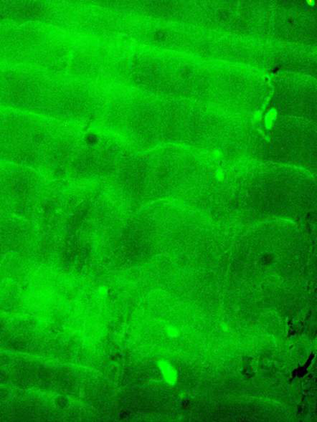 Photograph (0.6 mm high) of optically-stimulated fluorescence of a sectioned stalagmite.