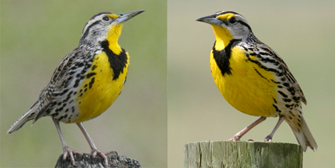 Two side-by-side photographs show two very similar birds: the eastern and western meadowlark, on the right and left, respectively. The birds both show grey and black speckled feathers on its back and a bright yellow abdomen, chest, neck, and eye region. A triangular black marking on their chests looks like a shirt collar.