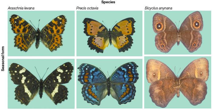 A photograph montage shows two rows of images separated into three columns. Each column represents a species of butterfly: Araschnia levana is shown in the far left column, Precis octavia is shown in the middle column, and Bicyclus anynana is shown in the far right column. The top and bottom rows show the same butterflies born in different seasons.