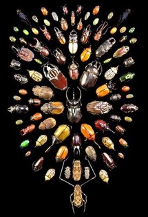 A photograph shows approximately 100 different species of beetle arranged in an oval pattern against a black background. The beetles vary in the size of their bodies, the length of their legs, their coloration, and the shape and size of their mandibles.