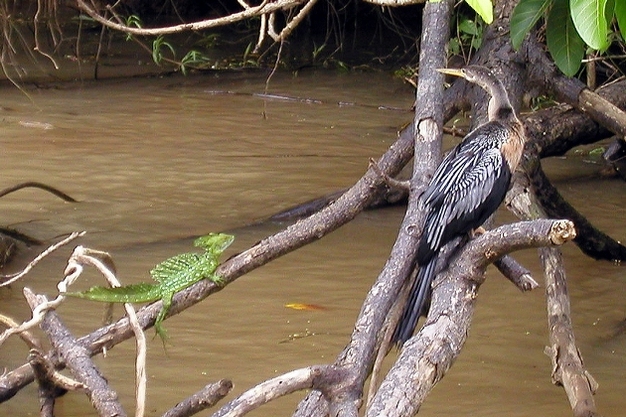 Biodiversity of Rio Frio, Costa Rica.