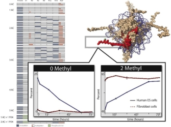 This multipanel illustration, molecular model, and set of graphs show results from an analysis of histone H4 isoforms in human stem cells. Histone H4 isoforms that were previously unmethylated in human ES cells became increasingly methylated over time after induction of differentiation.