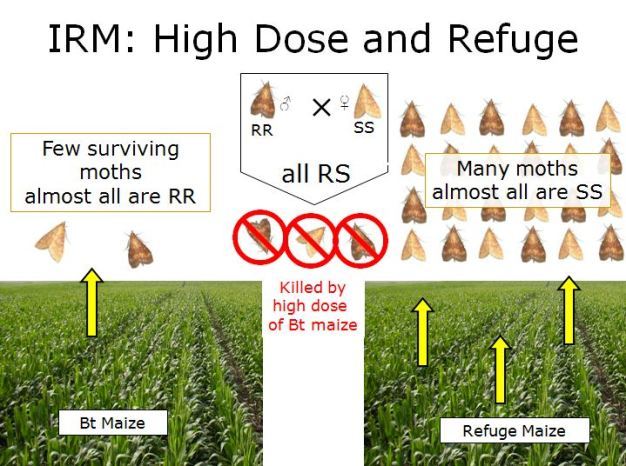 Insect resistance management (IRM) high dose and refuge strategy assumes resistance is recessive.
