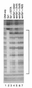 This autoradiograph shows the results of a DNA footprinting assay. There are seven lanes, each with a series of horizontal bands representing DNA fragments.