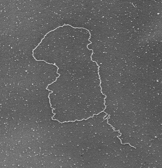 Telomeric DNA looks like a thin white piece of string in this electron micrograph. The DNA is arranged in a large loop against a dark surface. Where the loop closes in the lower right-hand corner of the frame, the DNA trails off in a single thread.