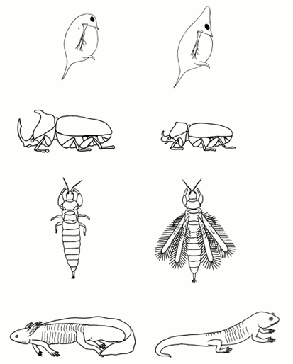 A schematic diagram shows two alternate morphologies for four organisms: the zooplankton Daphnia, scarab beetles, thrips, and salamanders. The two Daphnia morphs show a difference in head shape, the two scarab beetle morphs show a difference in body size and horn length, the two thrip morphs show a difference in foreleg size and the presence or absence of wings, and the two salamander morphs show a difference in the presence or absence of a dorsal fin and gills.