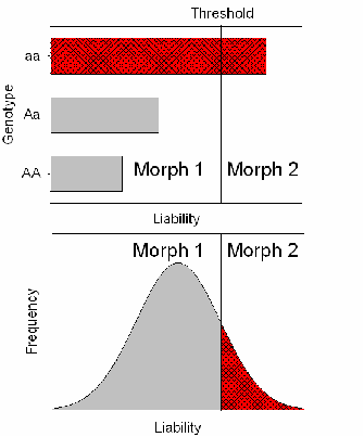 A bar graph is shown above a normal distribution graph. The bar graph illustrates a threshold model that occurs in the presence of two alleles. In the presence of the homozygous recessive genotype, a threshold of liability is reached and the second morph is displayed. The normal distribution graph represents polygenic inheritance, in which increasing expression of a liability trait causes the second morph to be displayed.