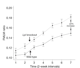 A line graph shows the fat mass to lean mass (FMLM) ratios of wild-type mice and knockout mice that lack the lipoprotein lipase (LPL) gene. Seven time points, each representing a two-week interval, are shown on the X-axis. FMLM ratio is shown on the Y-axis. The FMLM ratio increased over time for both wild type and LPL knockout mice, and the FMLM ratio was higher at each time point in LPL knockout mice compared to wild-type mice. At the final time point (time point 7), a 22% increase was observed in the FMLM ratio of knockout mice compared to wild-type mice.