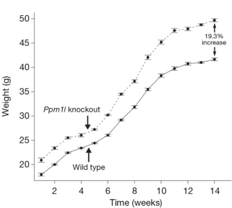 A line graph shows the body weight of wild-type mice and knockout mice that lack PPM1L genes. Seven time points, each representing a two-week interval, are shown on the X-axis. Body weight in grams is shown on the Y-axis. Body weight increased over time for both wild-type and PPM1L knockout mice. At each time point, body weight was higher in the PPM1L knockout mice compared to wild-type mice. At the final time point (time point 7), a 19.3% increase was observed in the body weight of the knockout mice compared to the wild-type mice.