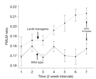 A line graph shows the fat mass to lean mass (FMLM) ratios of wild-type mice and transgenic mice that were engineered to over-express the lactamase b (LactB) gene. Seven time points, each representing a two-week interval, are shown on the X-axis. FMLM ratio is shown on the Y-axis. The FMLM ratio increased over time for the LactB transgenic mice but not for the wild-type mice, and the FMLM ratio was higher at each time point in the LactB transgenic mice compared to wild-type mice. At the final time point (time point 7), a 20% increase was observed in the FMLM ratio of the transgenic mice compared to the wild-type mice.