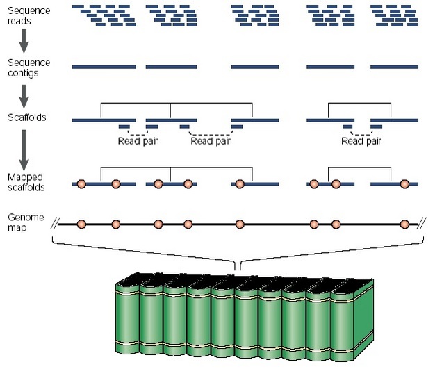 A diagram depicts the whole-genome shotgun (WGS) approach in four steps. The sequence reads generated in the whole-genome shotgun-sequencing project are depicted as short blue line segments. These sequences are assembled into longer sequence contigs based on overlapping sequences. The sequence contigs are then organized into scaffolds using read pairs that link the contigs. Next, the sequence-based landmarks, depicted as red circles arranged along the contigs, are used to map the scaffolds and align them to form a genome map. The final genome is represented by a set of encyclopedias.