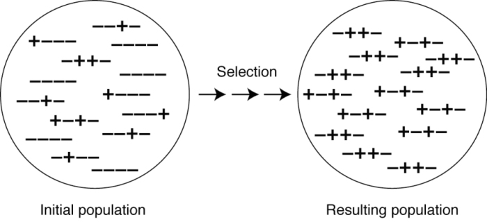 A diagram shows how the frequency of alleles in a population changes in response to selection pressure. An initial population is depicted as a circle at left. The circle contains 14 line segments, each composed of four plus or minus symbols in various combinations. Three arrows point from the initial population circle to a resulting population circle at right. The resulting population is the population that results after a particular selection pressure is applied. This population also contains 14 plus or minus line segments in various combinations, but the proportion of plus symbolsis higher than in the initial population.
