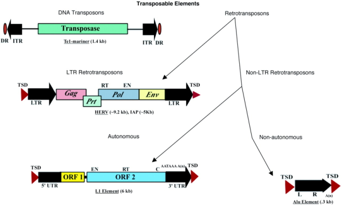 A schematic diagram shows the simplified structure of a DNA transposon and three types of retrotransposons: an LTR retrotransposon, an autonomous retrotransposon, and a non-autonomous retrotransposon. Each transposable element is depicted as a horizontal line, punctuated by colored, horizontal rectangles and thick arrows. Rectangles and arrows represent significant regions unique to each class of transposable element.