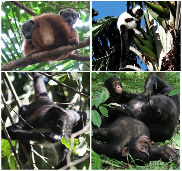 Fission-fusion social organization is found in several primate species, such as black-and-white ruffed lemurs