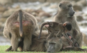 Primate Sociality and Social Systems | Learn Science at Scitable