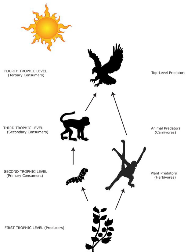 A simple food web illustrating the sun (solar energy source) and the first, second, third and fourth trophic levels.