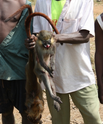 Cameroonian hunters selling Mustached monkey (<I>Cercopithecus cephus</I>) bushmeat on the side of the road.