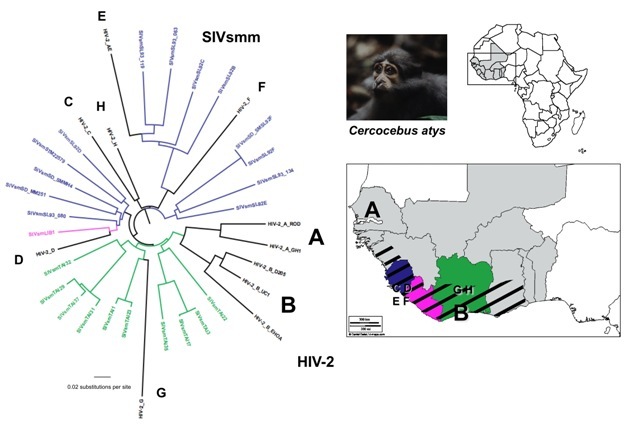 HIV-2 is derived from SIVs circulating in sooty mangabeys from West Central Africa