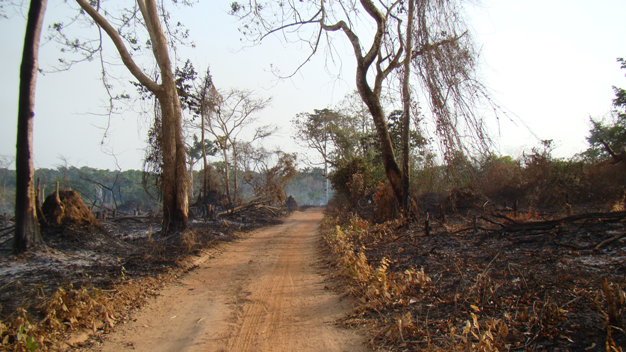 Habitat loss and deforestation.