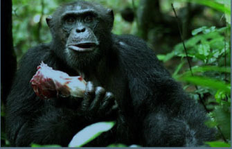 Chimpanzee (Pan troglodytes verus) from the Tai National