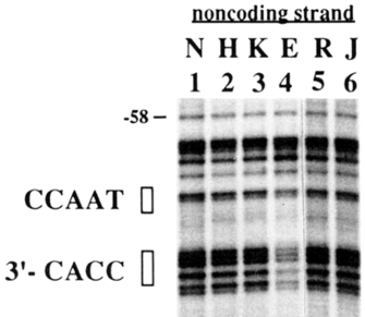This autoradiograph shows the DNA footprint for the noncoding strand of the human beta globin promoter region in several cell types. There are six lanes that are aligned side-by-side vertically, with numbers 1 through 6, from left to right, at the top of each lane. Letters above the numbers indicate the cell type that was used for that lane. Lane 1 is labeled N for the naked DNA control. Lane 2 is labeled H for HeLa cells. Lane 3 is labeled K for K562 cells. Lane 4 is labeled E for erythroblasts. Lane 5 is labeled R for Raji cells. Lane 6 is labeled J for Jurkat cells. Each lane has black and grey horizontal bands in a distinct pattern, and the background is light grey. The bands that correspond to two specific DNA promoter sequences — CCAAT and 3 prime CACC — are indicated by open vertical rectangles to the left of the autoradiograph. The bands in the CCAAT and three-prime CACC regions are dark in lanes 1, 2, 3, 5, and 6, but are lighter in lane 4, which contains DNA from erythroblast cells. This indicates that transcription factors are bound to the beta globin promoter sequences in erythroblasts only. Other bands in lane 4 are similar in intensity to the bands in the other five lanes, showing that the loading was equal across the lanes.