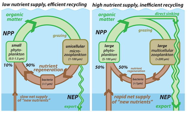 The most broadly accepted paradigm for the controls on surface nutrient recycling efficiency.