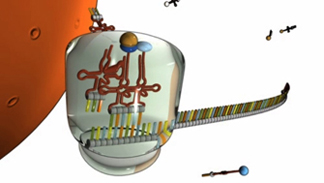 A schematic shows a ribosome attached to one end of a single horizontal strand of MRNA. Three TRNA molecules are present inside the ribosome. The first TRNA molecule has attached its amino acid to the growing peptide chain and is leaving the ribosome. The second and third TRNA molecules have attached to the MRNA sequence by their anticodon sequences. Two amino acids are bound to the top of the second TRNA molecule, and one amino acid is bound to the top of the third TRNA molecule.