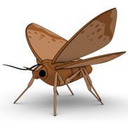 An illustration shows a 3D rendering of a brown butterfly on a white surface. The butterfly is standing on six legs with the head to the front left and the hind end to the back right. The wings are spread out as if ready for flight, and they contain darker brown splotches and circles toward the outer edge of the wing.