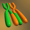 A schematic shows two homologous chromosomes side-by-side. The chromosomes each have two elongated, vertical, parallel arms, held together at a pinched point above their center. The chromosome at left is mostly green, but the lower region of the right arm is orange. The chromosome at right is mostly orange, but the lower region of the left arm is green.