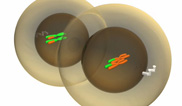 A schematic shows two overlapping, circular cells, each with a nucleus and two chromosomes. The cytoplasmic portions of the cells are light grey, and the nuclei are dark grey. The chromosomes in the left-hand cell are mostly green, but the lower regions of the right chromatids are orange. The chromosomes in the right-hand cell are mostly orange, but the lower regions of the left chromatids are green. Both cells have remnants of the mitotic spindle in the cytoplasm.
