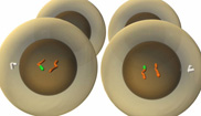 A schematic shows four circular cells: two cells are in the background, eclipsed by two cells in the immediate foreground that appear larger. The cytoplasm of the cells appears light grey, and the nuclei appear dark grey. The two visible cells at front each contain one orange chromatid and one orange chromatid with a green tip.