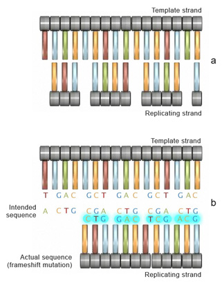 Panel A of this two-part schematic shows 16 nucleotides arranged side-by-side to form a strand of DNA; this strand is labeled the template strand. Grey horizontal cylinders represent deoxyribose sugar molecules, and blue, red, green, and orange vertical rectangles represent the chemical identity of each nitrogenous base. A second strand of DNA, labeled the replicating strand, is arranged below the template strand. The replicating strand is missing four nucleotides at different points along the strand. In panel B, the actual sequence of the replicating strand, when accounting for the missing nucleotides indicated in panel A, is shown below the intended sequence. The missing nucleotides cause a frameshift mutation in the DNA strand.