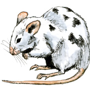 An illustration shows a mouse standing on a surface. The mouse's fur is white with black spots. Its ears, nose, four paws, and tail are tan. The mouse is sitting on its haunches with its front paws in the air.